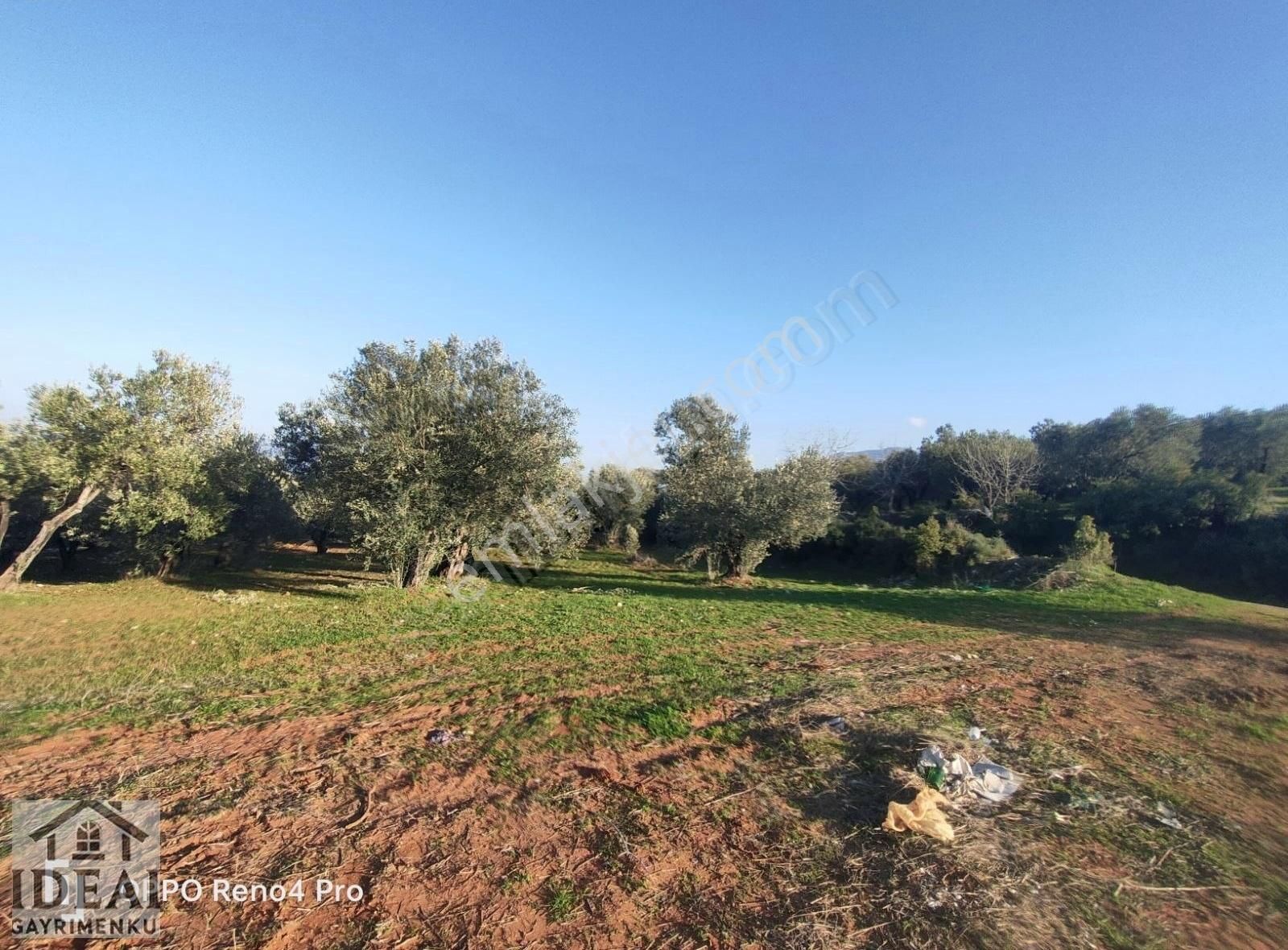 Manisa Saruhanlı Halitpaşa Ana Cadde Üzeri 14.450 M2 Zeytinlik - Görsel 5