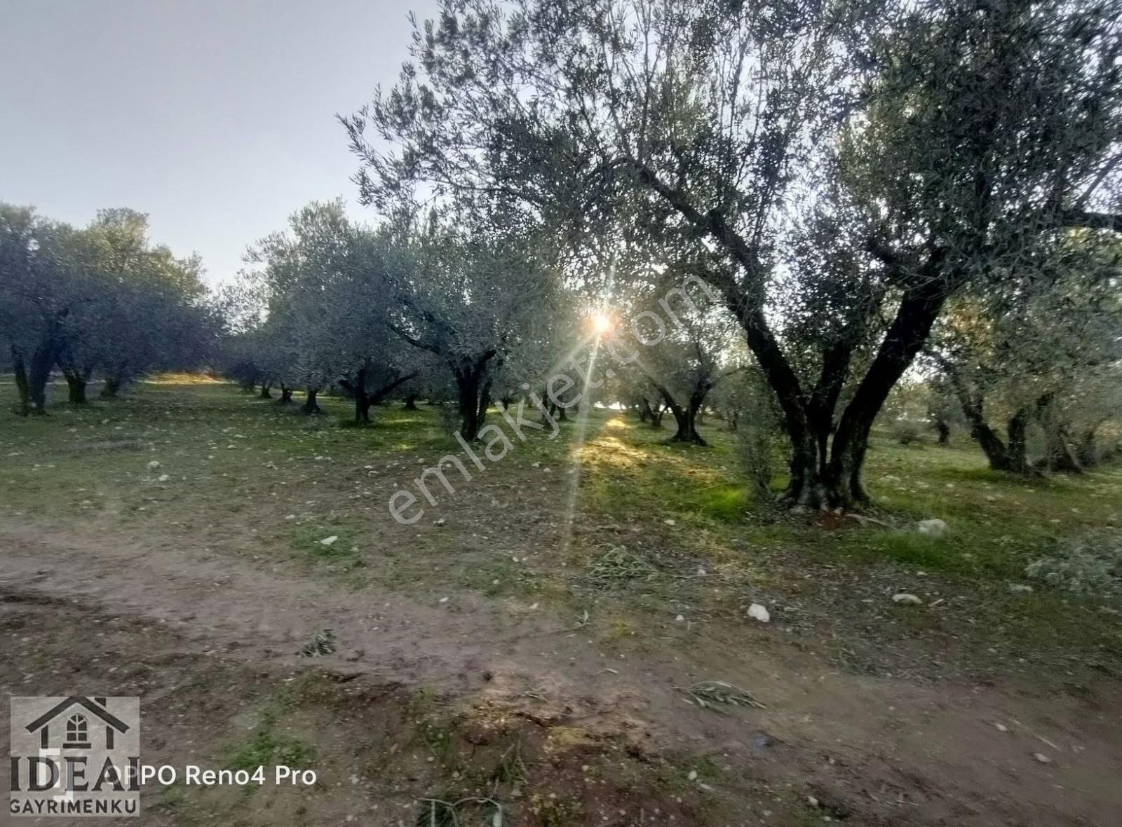 Manisa Saruhanlı Halitpaşa Ana Cadde Üzeri 14.450 M2 Zeytinlik - Görsel 3