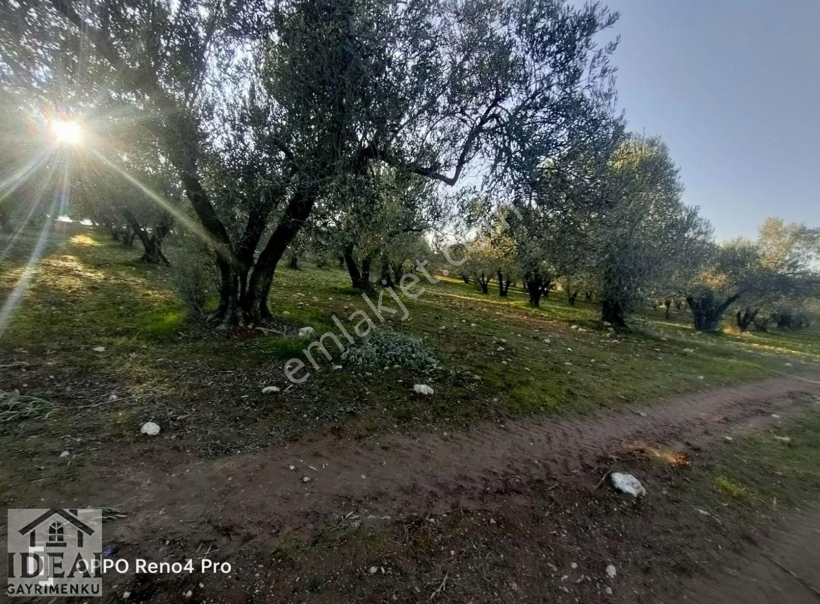 Manisa Saruhanlı Halitpaşa Ana Cadde Üzeri 14.450 M2 Zeytinlik - Görsel 23