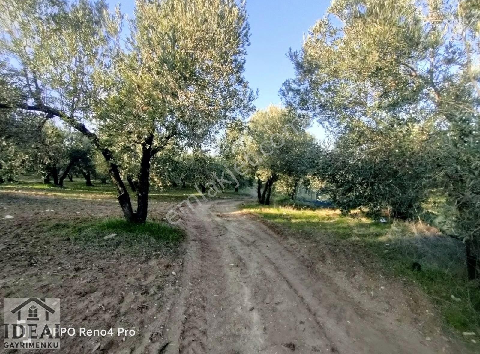 Manisa Saruhanlı Halitpaşa Ana Cadde Üzeri 14.450 M2 Zeytinlik - Görsel 19