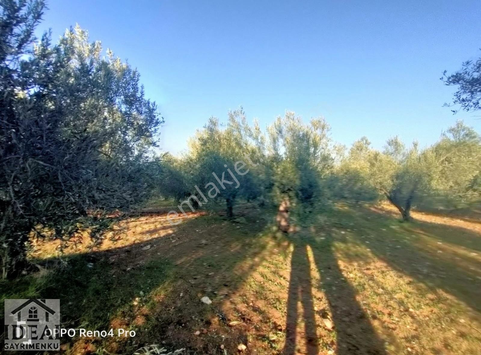 Manisa Saruhanlı Halitpaşa Ana Cadde Üzeri 14.450 M2 Zeytinlik - Görsel 4