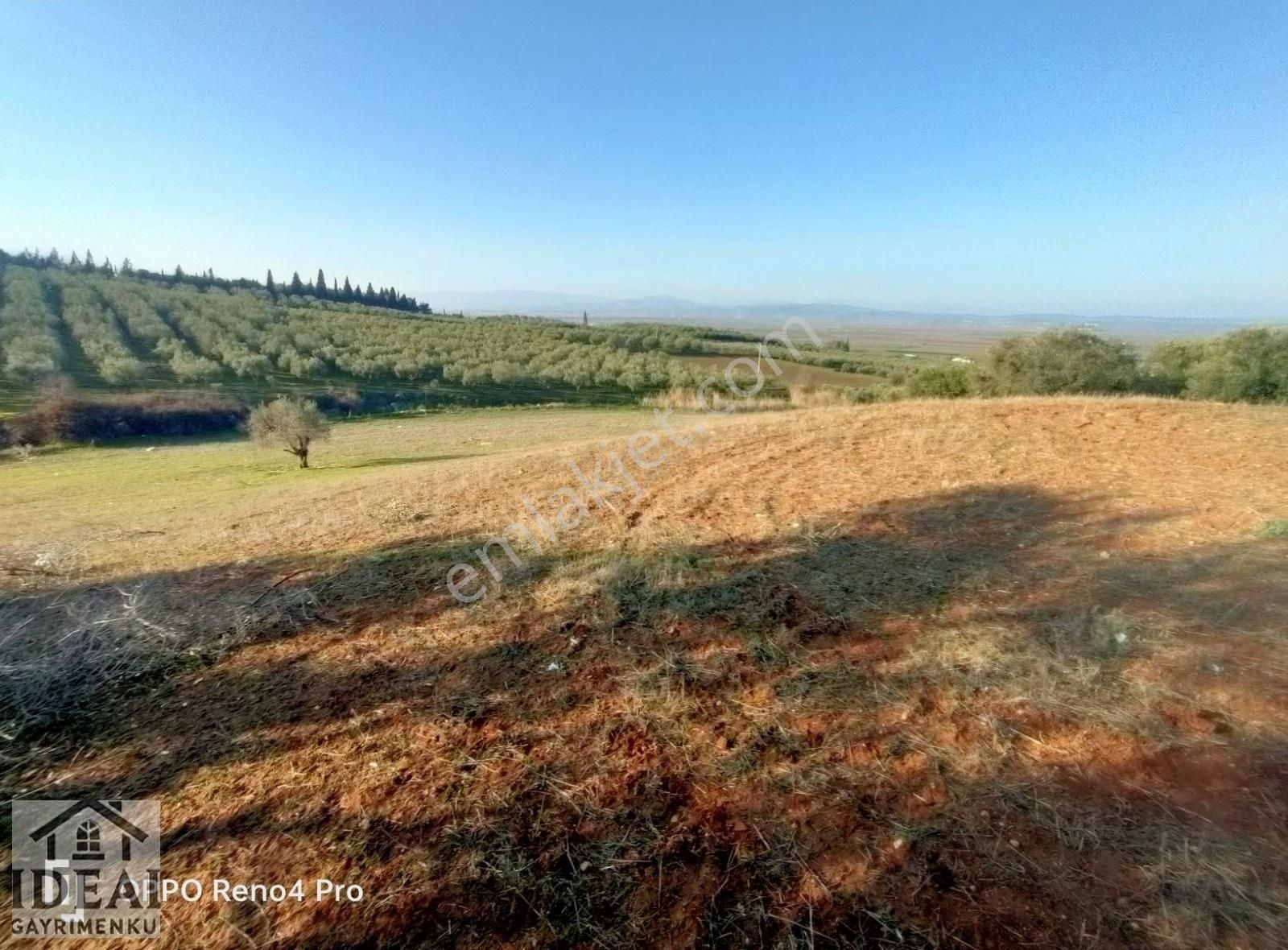 Manisa Saruhanlı Halitpaşa Ana Cadde Üzeri 14.450 M2 Zeytinlik - Görsel 7
