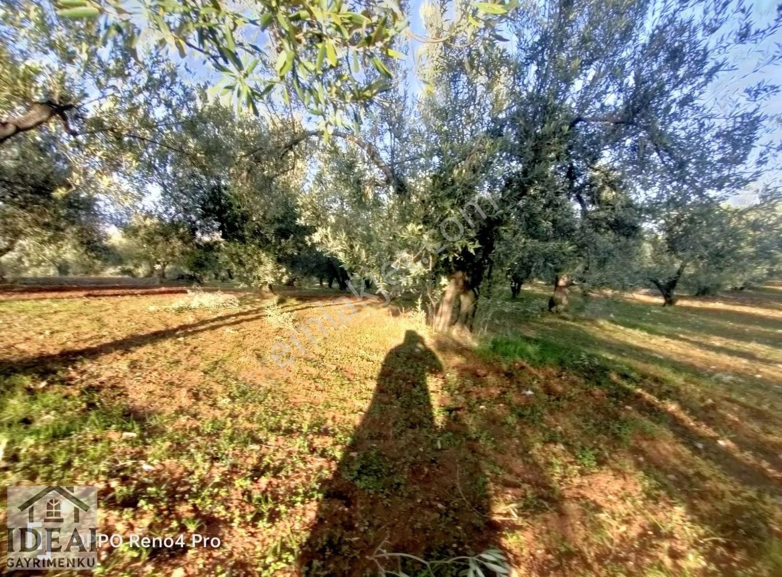 Manisa Saruhanlı Halitpaşa Ana Cadde Üzeri 14.450 M2 Zeytinlik - Görsel 25