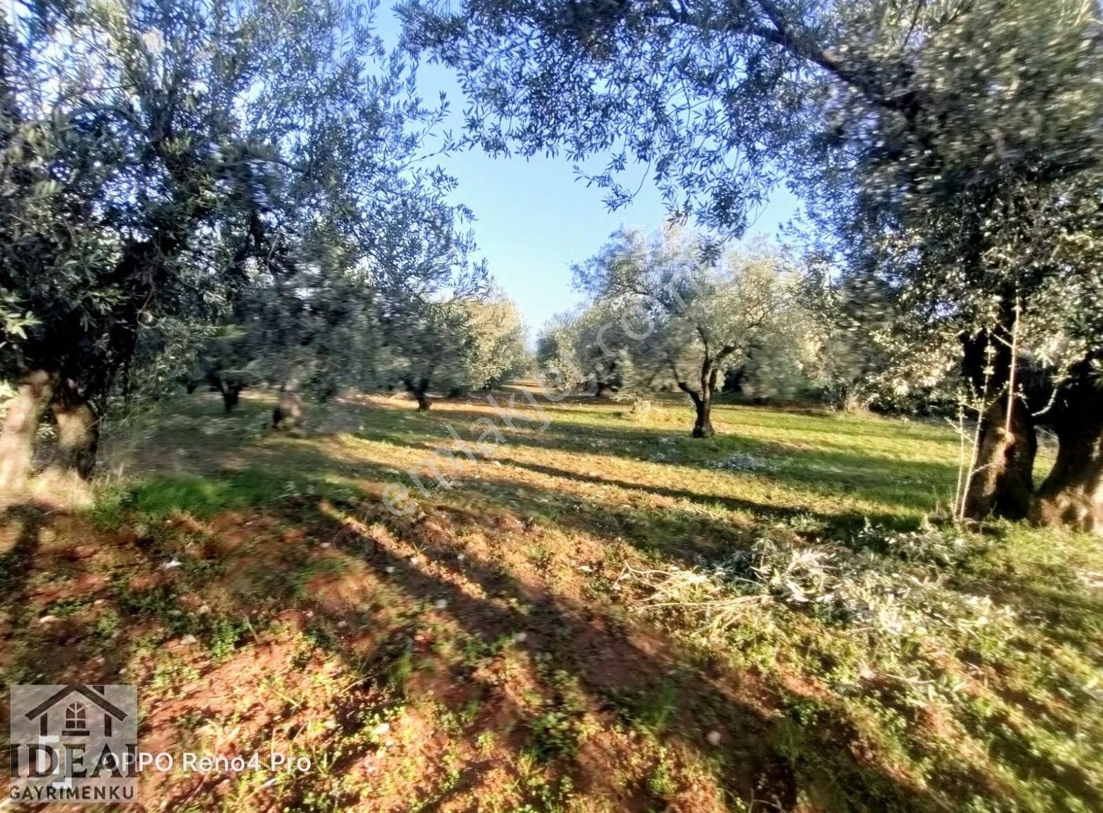 Manisa Saruhanlı Halitpaşa Ana Cadde Üzeri 14.450 M2 Zeytinlik - Görsel 10