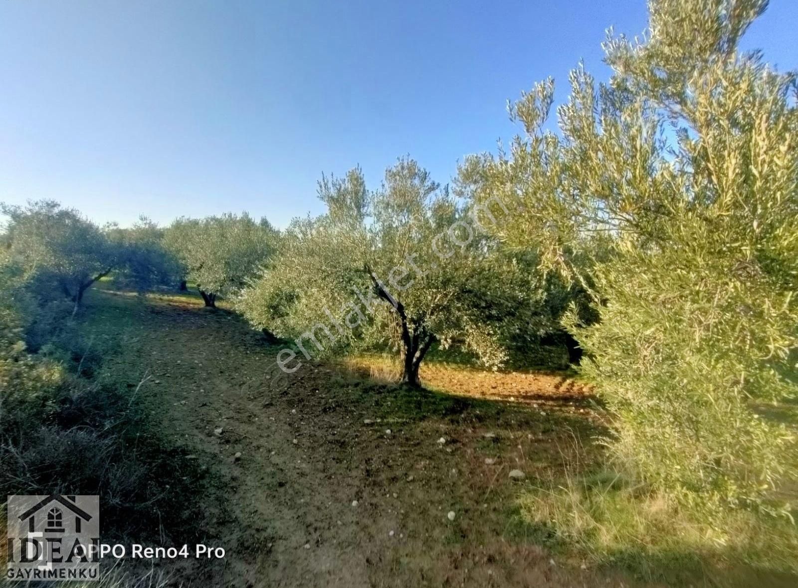 Manisa Saruhanlı Halitpaşa Ana Cadde Üzeri 14.450 M2 Zeytinlik - Görsel 8
