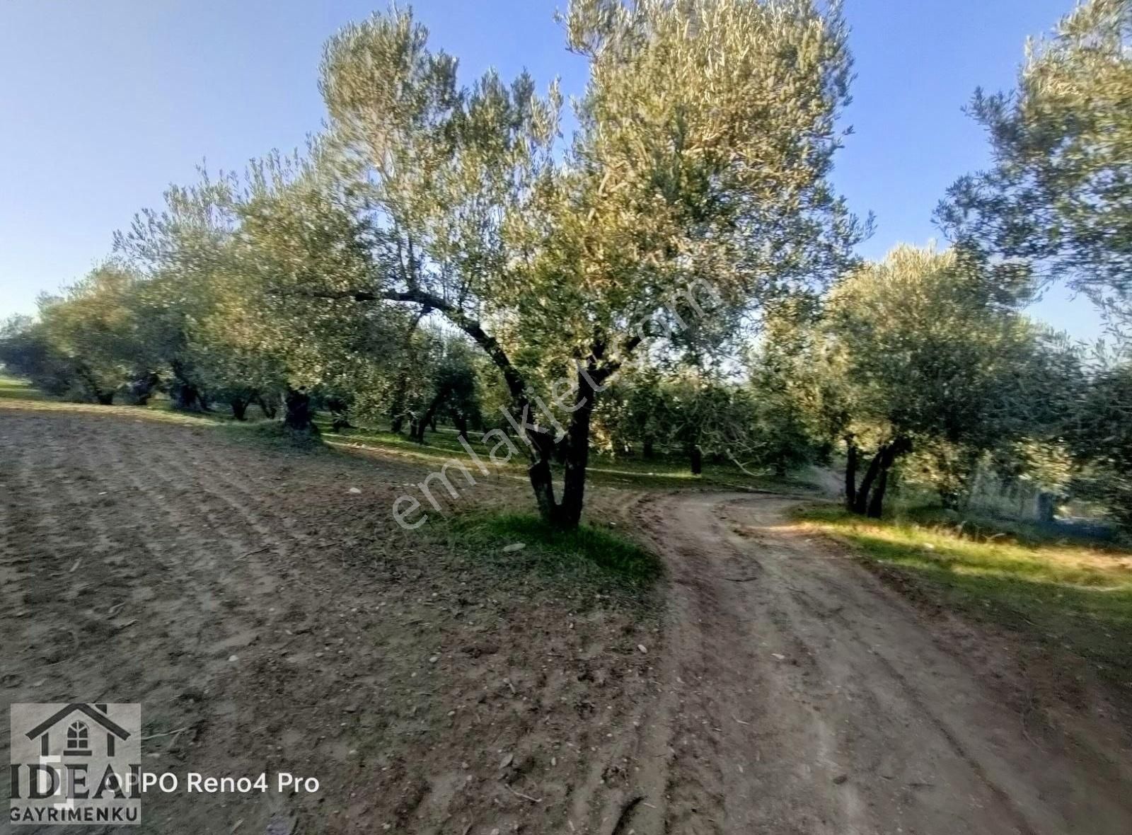 Manisa Saruhanlı Halitpaşa Ana Cadde Üzeri 14.450 M2 Zeytinlik - Görsel 21