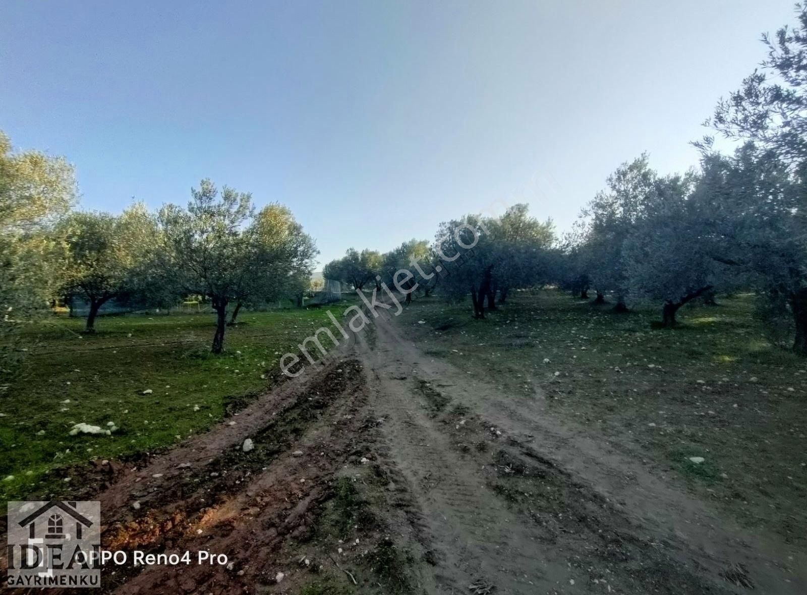 Manisa Saruhanlı Halitpaşa Ana Cadde Üzeri 14.450 M2 Zeytinlik - Görsel 15