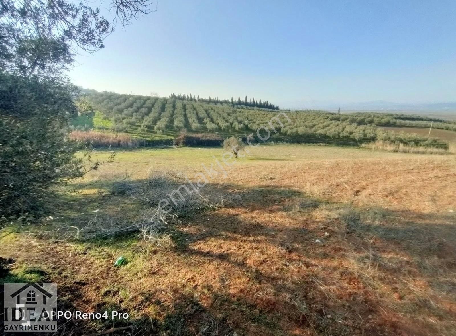 Manisa Saruhanlı Halitpaşa Ana Cadde Üzeri 14.450 M2 Zeytinlik - Görsel 31