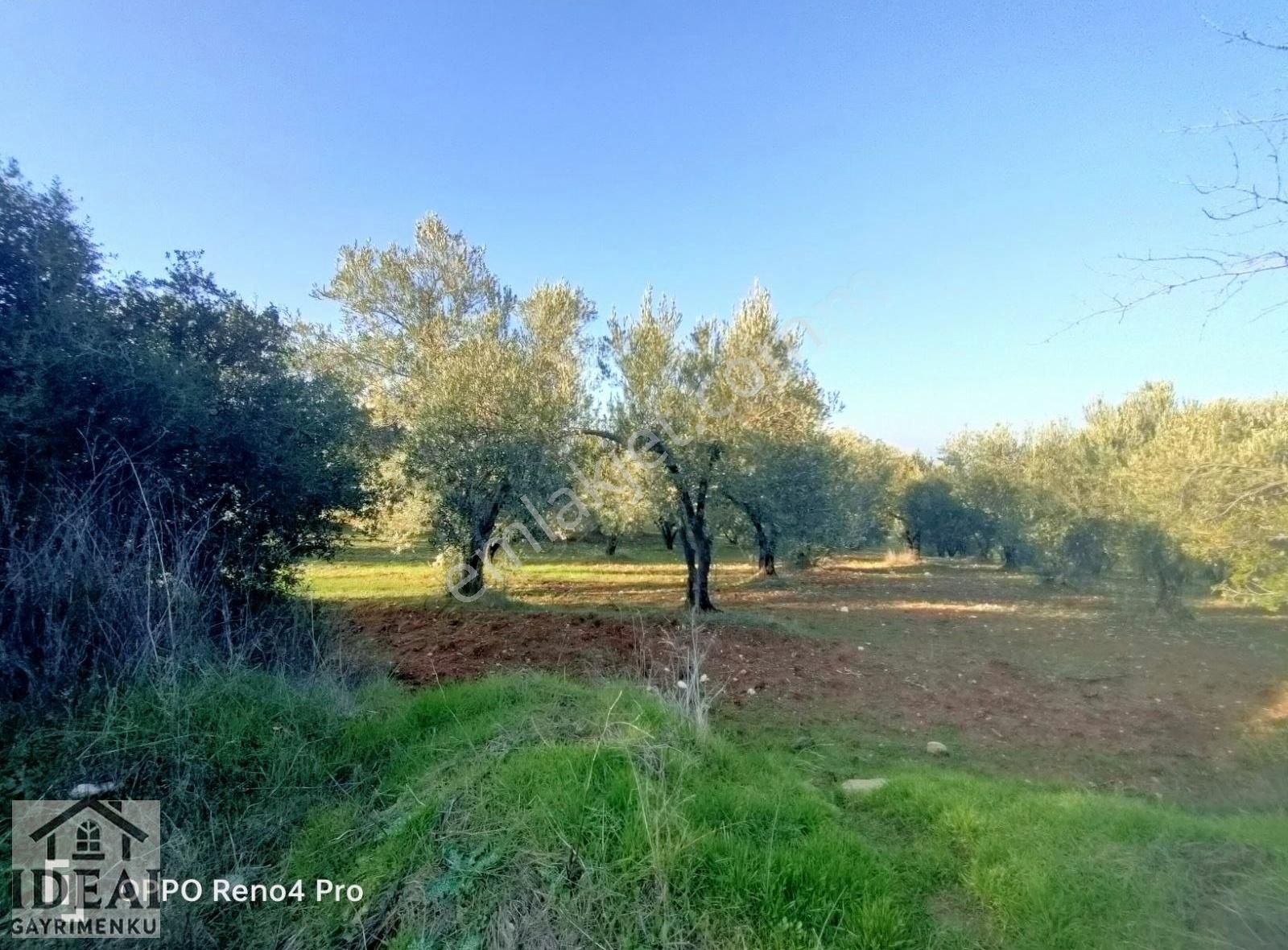 Manisa Saruhanlı Halitpaşa Ana Cadde Üzeri 14.450 M2 Zeytinlik - Görsel 26