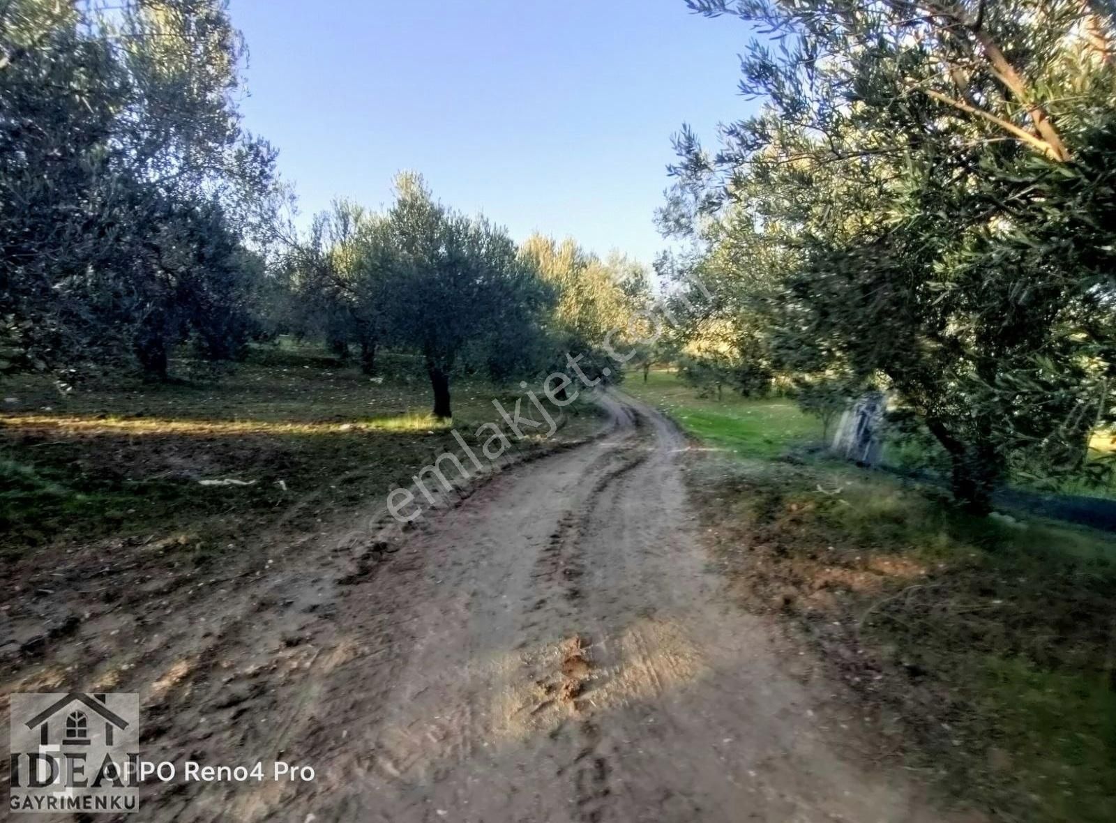 Manisa Saruhanlı Halitpaşa Ana Cadde Üzeri 14.450 M2 Zeytinlik - Görsel 6