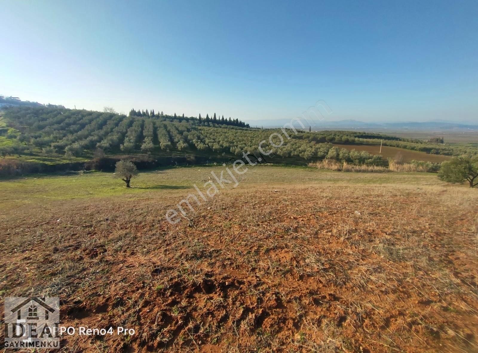 Manisa Saruhanlı Halitpaşa Ana Cadde Üzeri 14.450 M2 Zeytinlik - Görsel 14