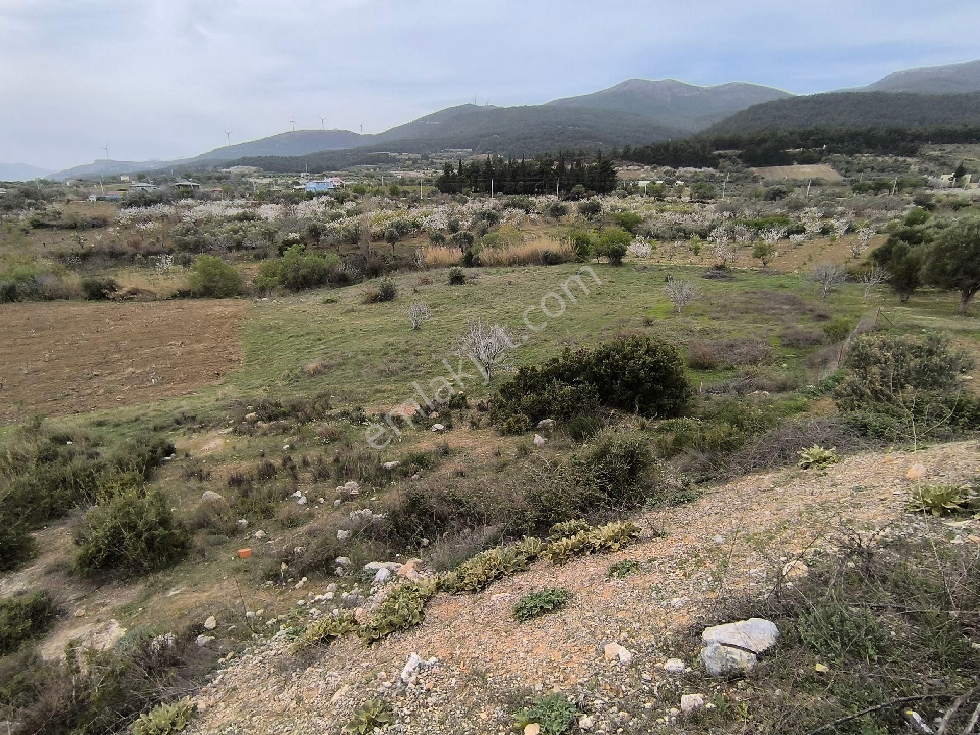 Manisa Sancaklı Uzunçınar'da Evlere Sifir 760 M2 Zeytinlik - Görsel 10
