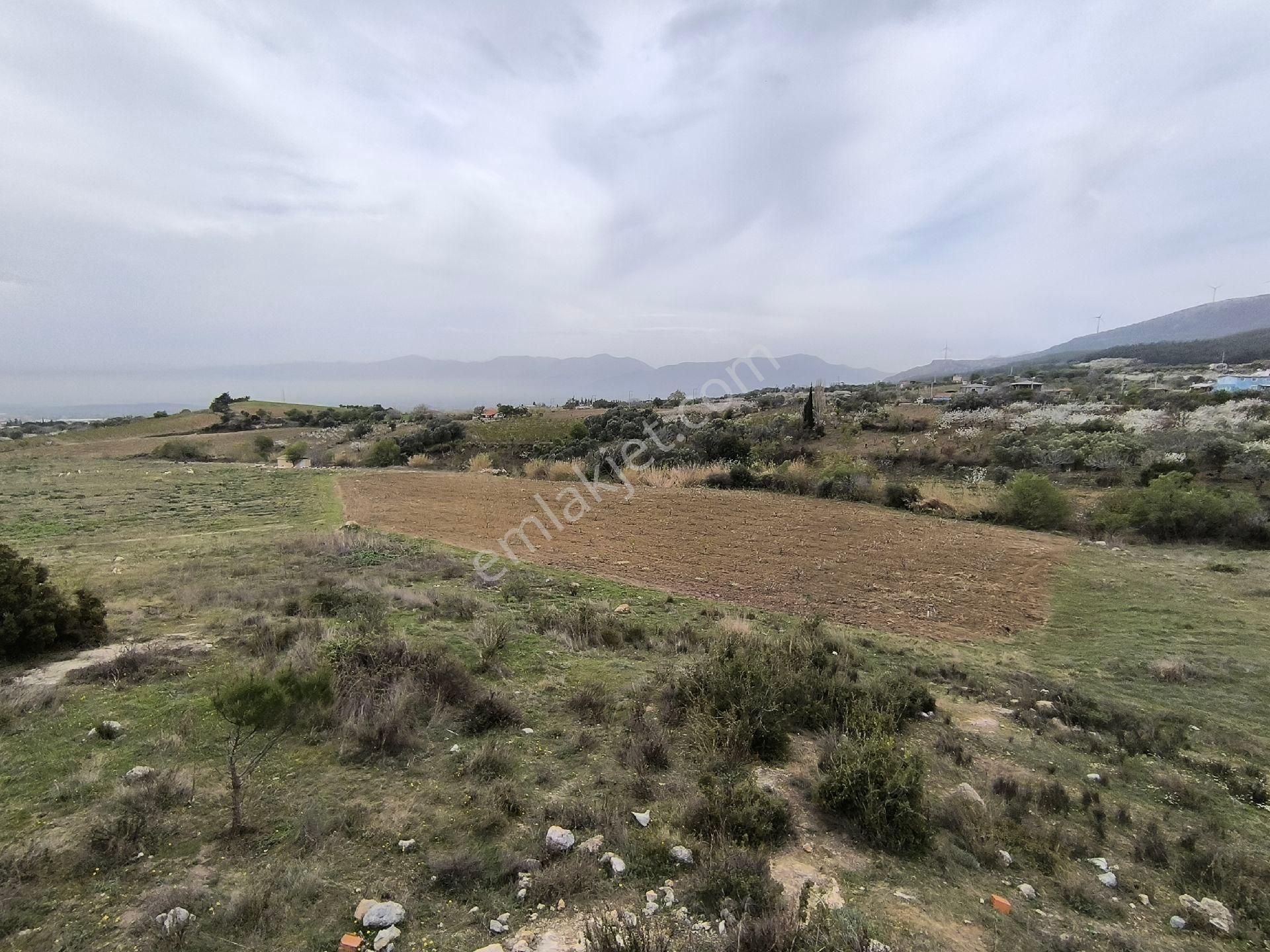 Manisa Sancaklı Uzunçınar'da Evlere Sifir 760 M2 Zeytinlik - Görsel 6