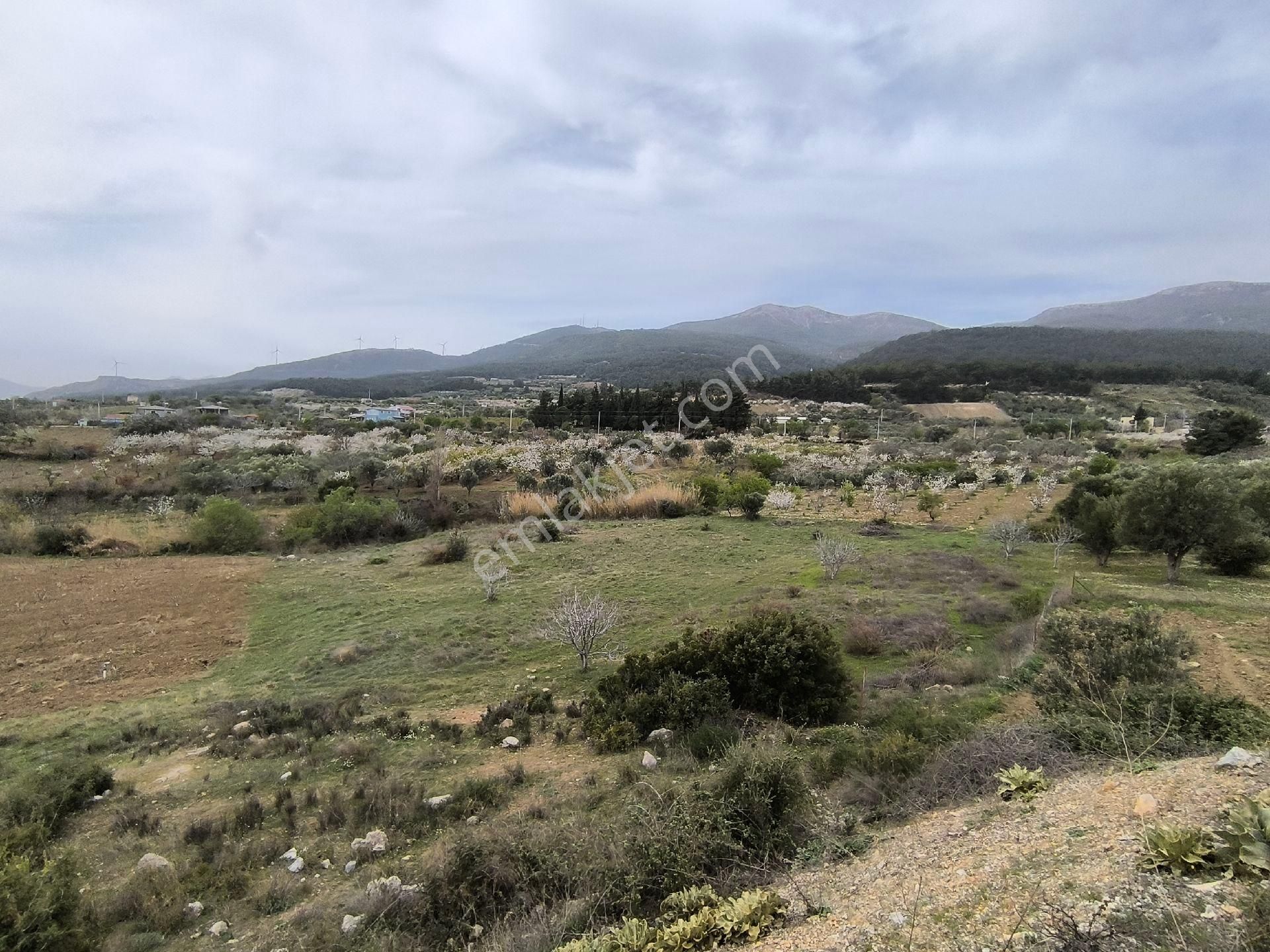 Manisa Sancaklı Uzunçınar'da Evlere Sifir 760 M2 Zeytinlik - Görsel 22