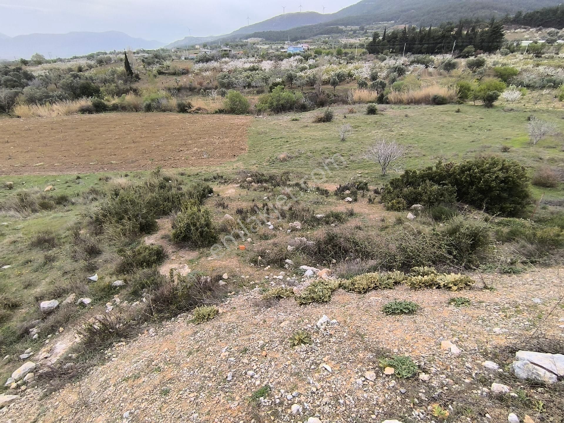 Manisa Sancaklı Uzunçınar'da Evlere Sifir 760 M2 Zeytinlik - Görsel 32