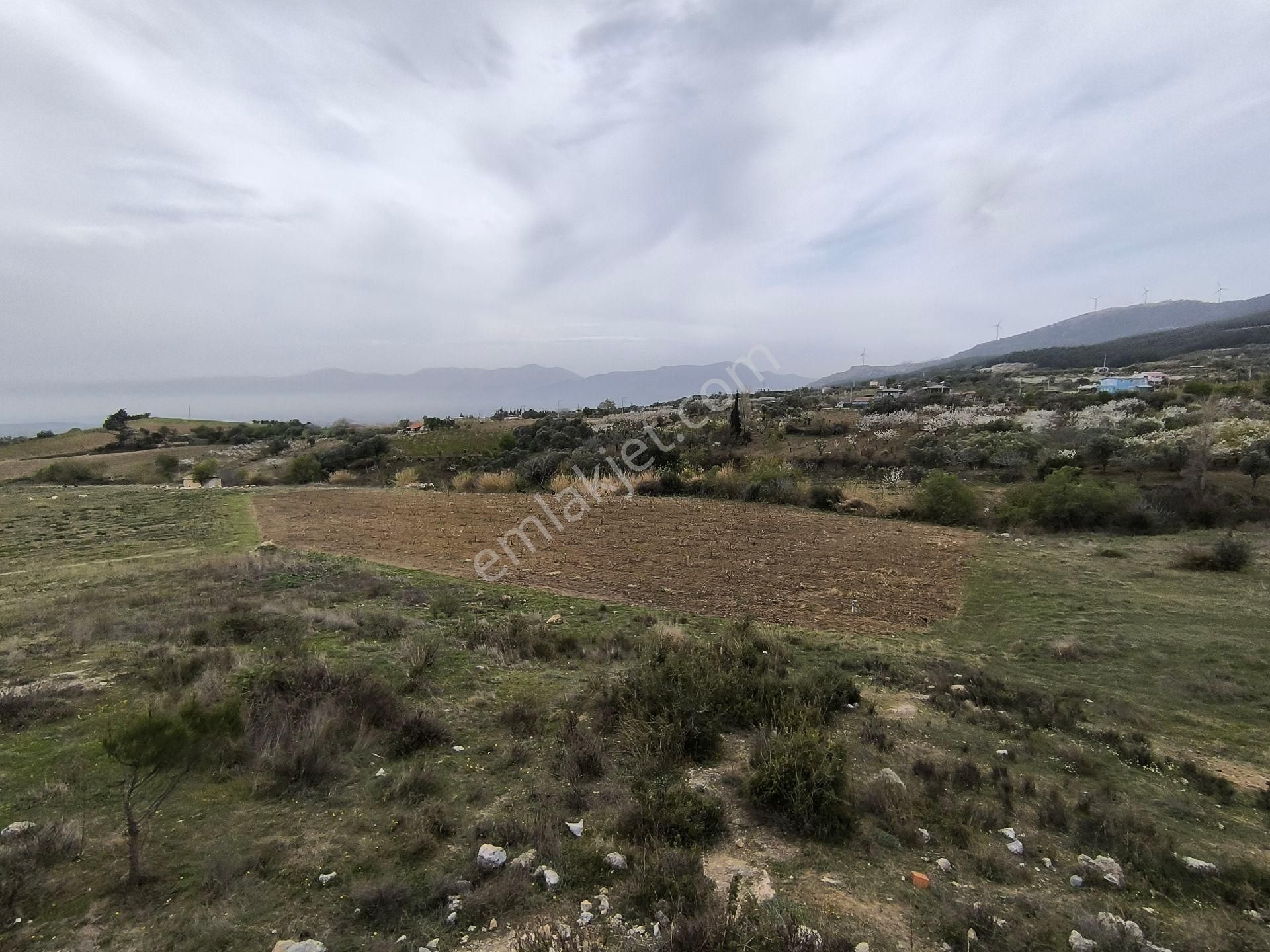 Manisa Sancaklı Uzunçınar'da Evlere Sifir 760 M2 Zeytinlik - Görsel 2