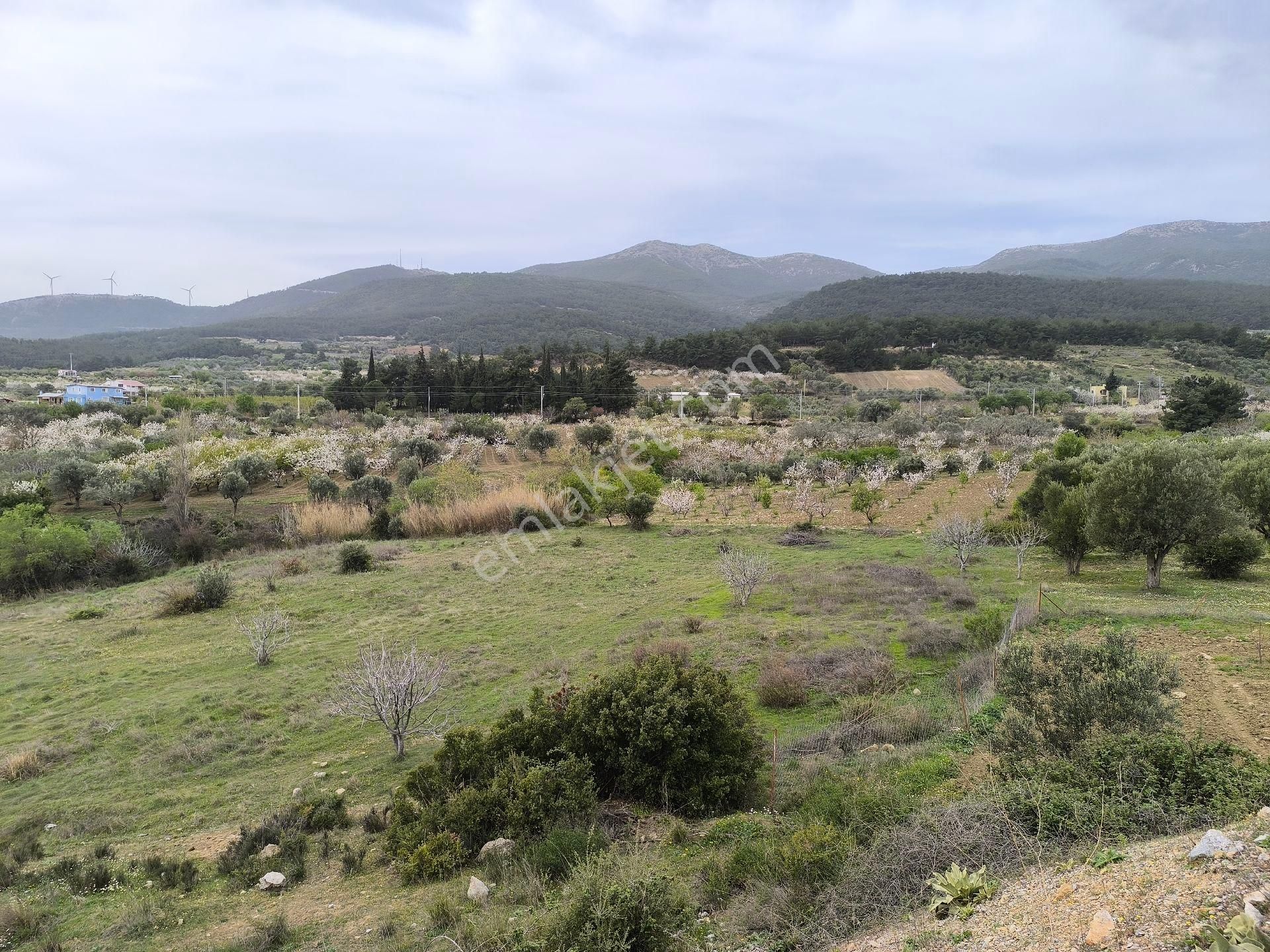 Manisa Sancaklı Uzunçınar'da Evlere Sifir 760 M2 Zeytinlik - Görsel 17