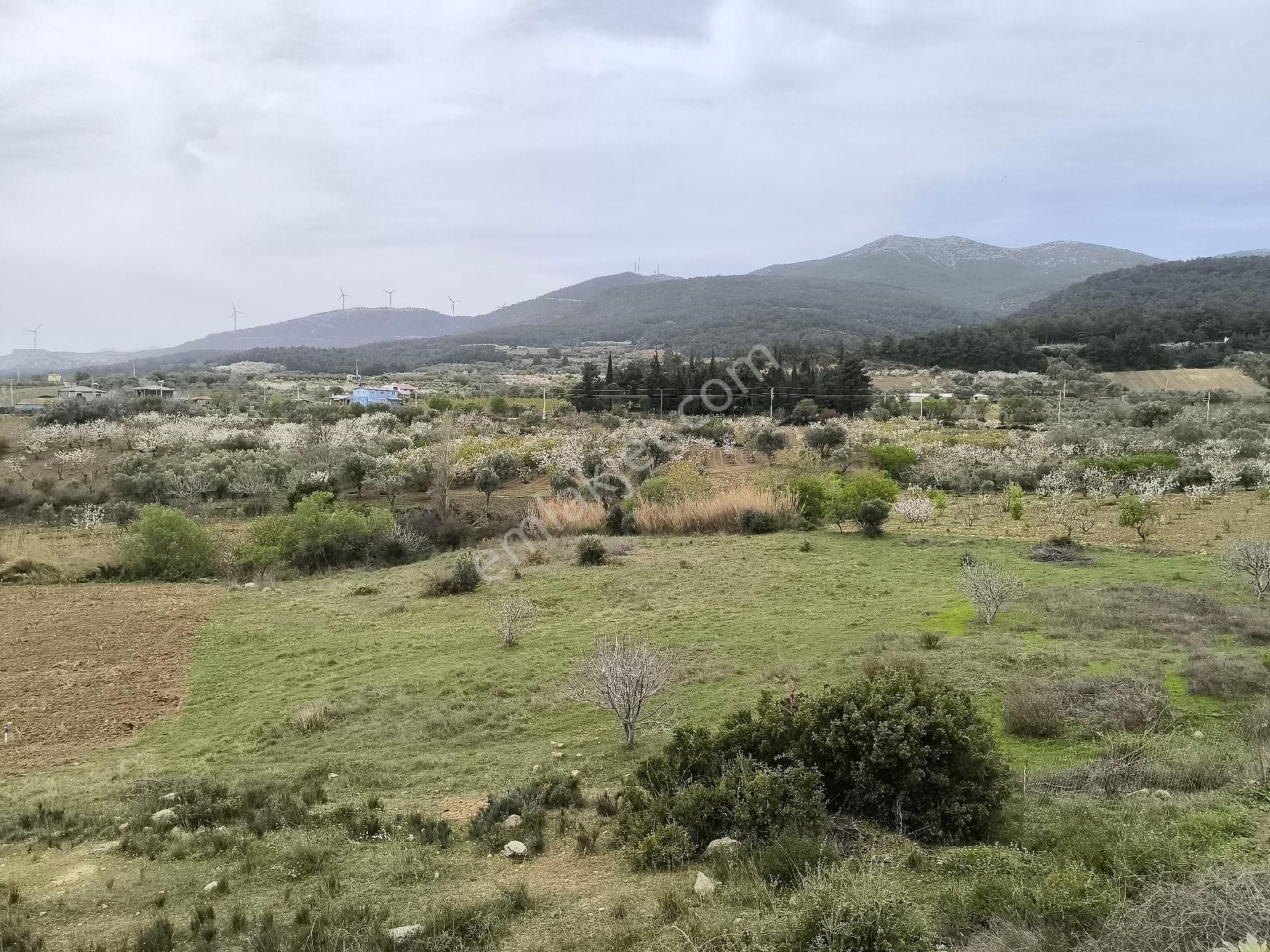 Manisa Sancaklı Uzunçınar'da Evlere Sifir 760 M2 Zeytinlik - Görsel 8