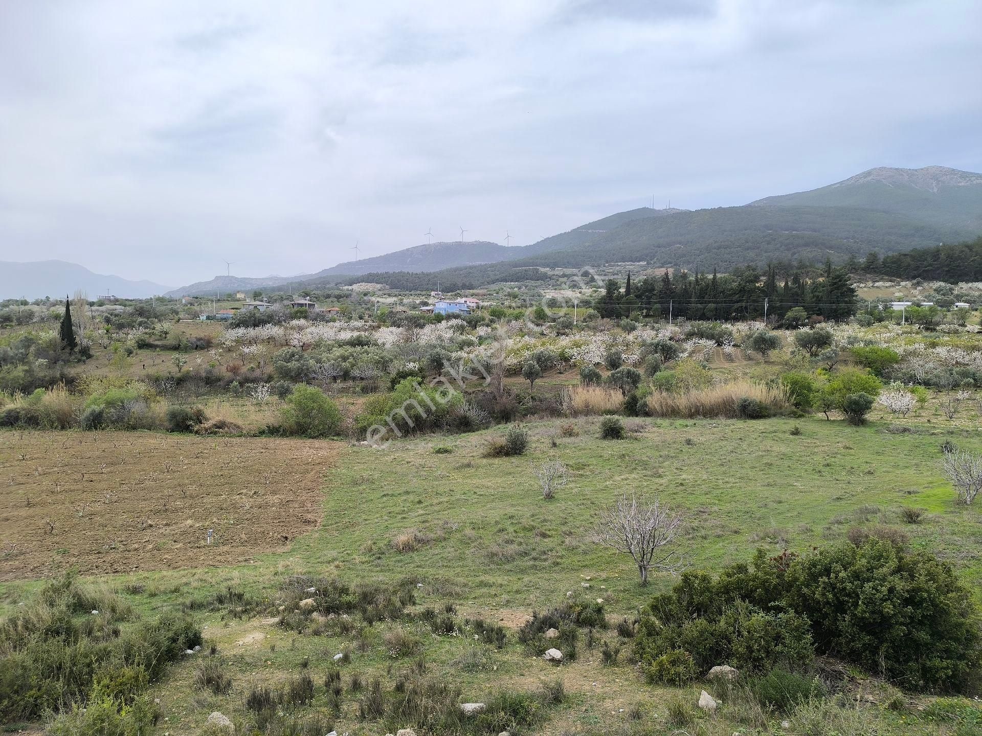 Manisa Sancaklı Uzunçınar'da Evlere Sifir 760 M2 Zeytinlik - Görsel 3