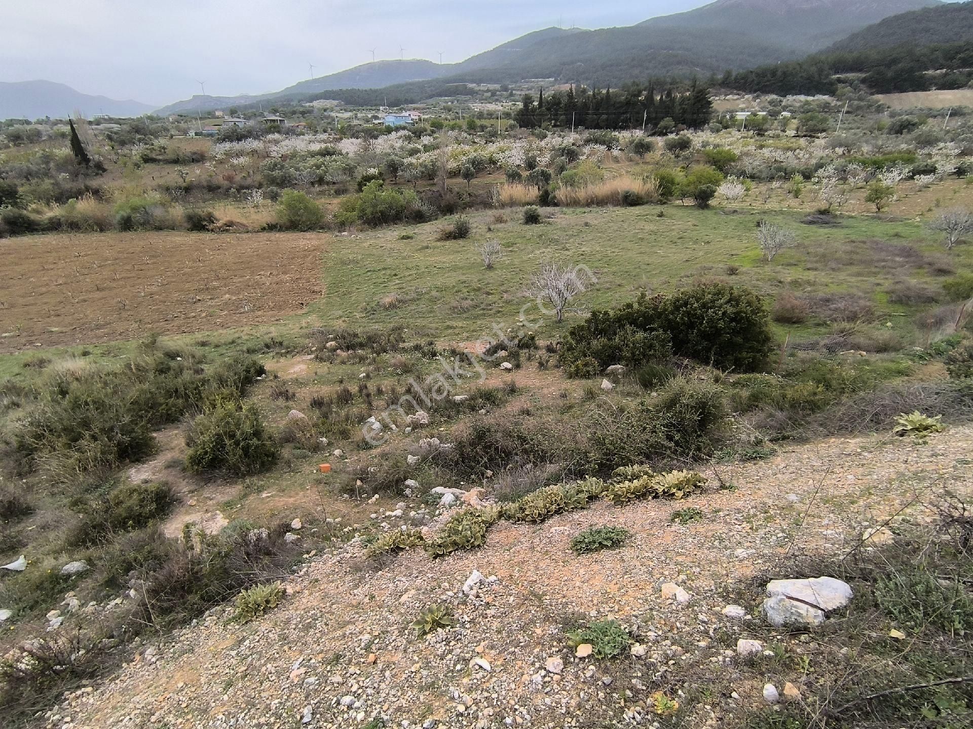 Manisa Sancaklı Uzunçınar'da Evlere Sifir 760 M2 Zeytinlik - Görsel 20
