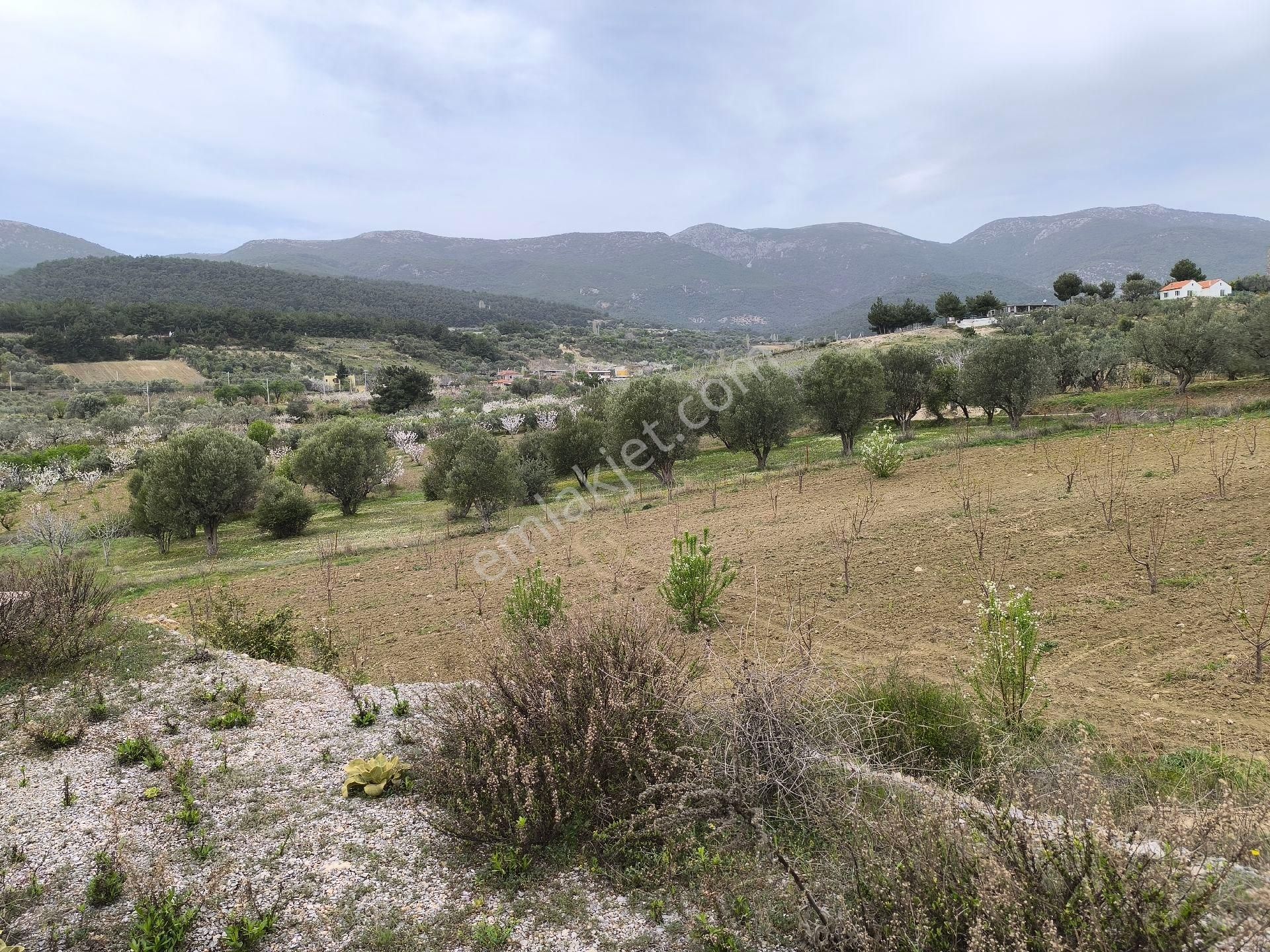 Manisa Sancaklı Uzunçınar'da Evlere Sifir 760 M2 Zeytinlik - Görsel 34