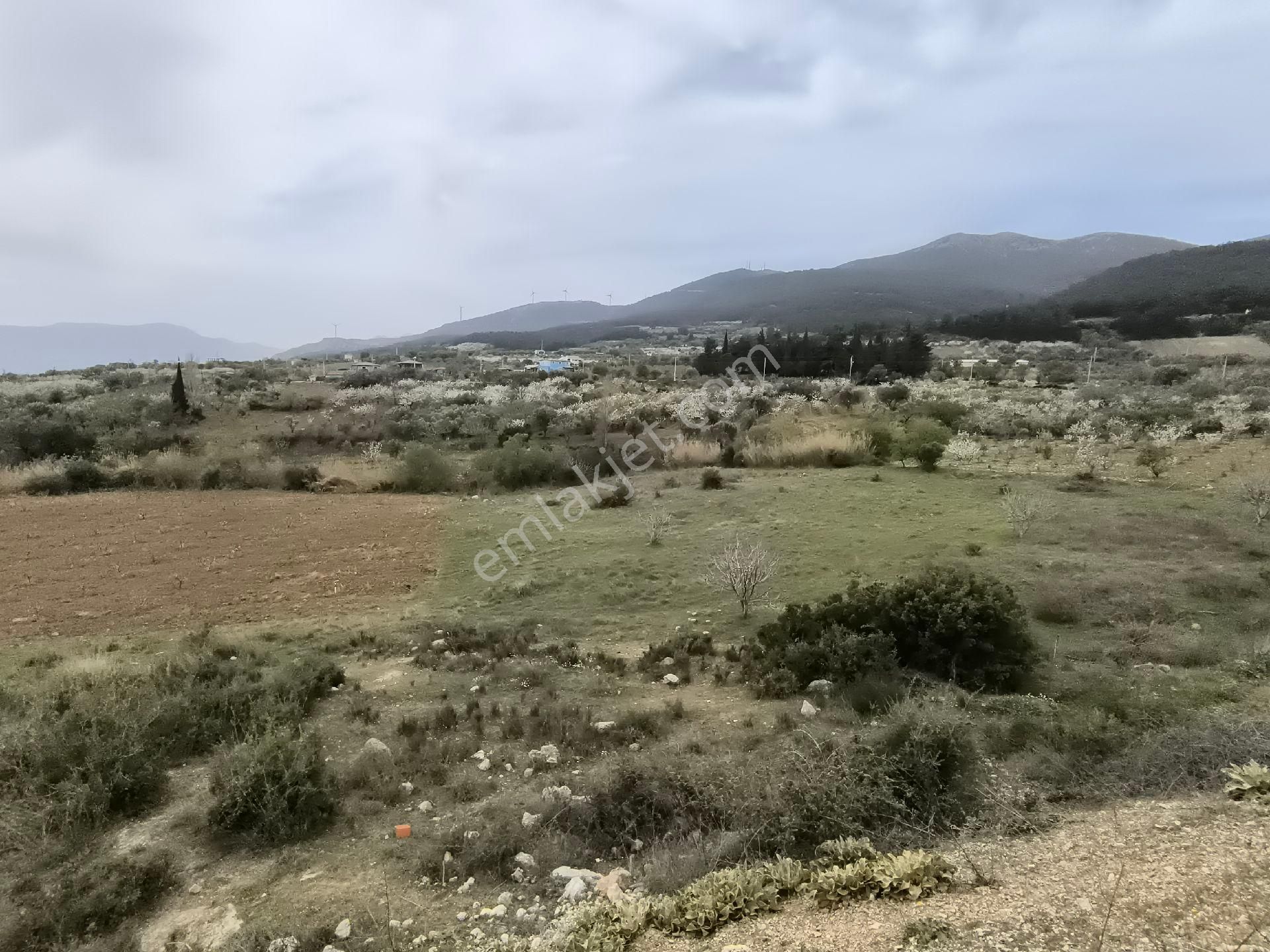Manisa Sancaklı Uzunçınar'da Evlere Sifir 760 M2 Zeytinlik - Görsel 24