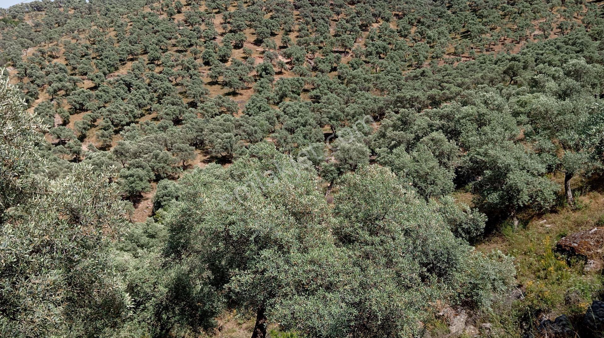 Milas Kemikler Köyünde Satılık 4548 M2 Zeytinlik - Görsel 4