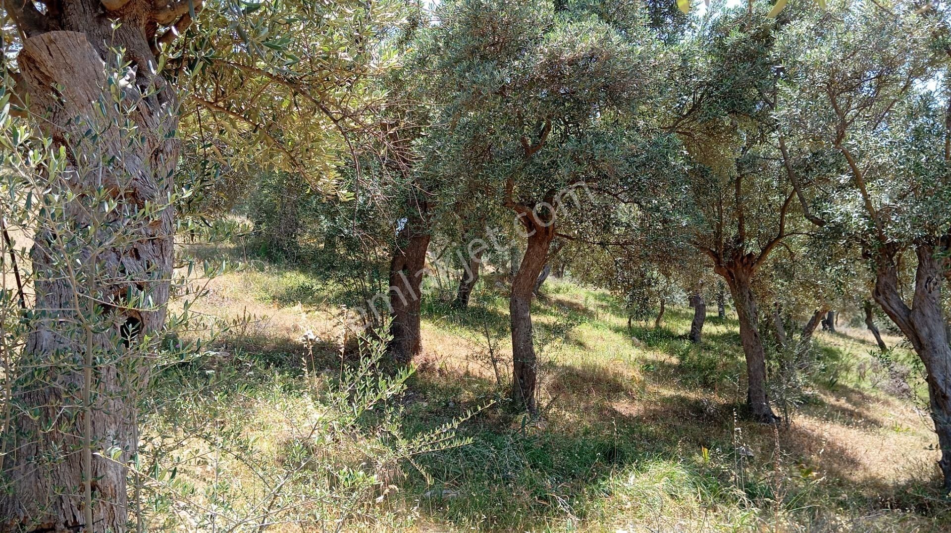 Milas Kemikler Köyünde Satılık Zeytinlik