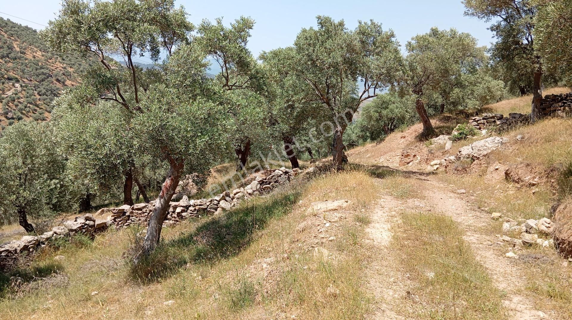 Milas Kemikler Köyünde Satılık Zeytinlik