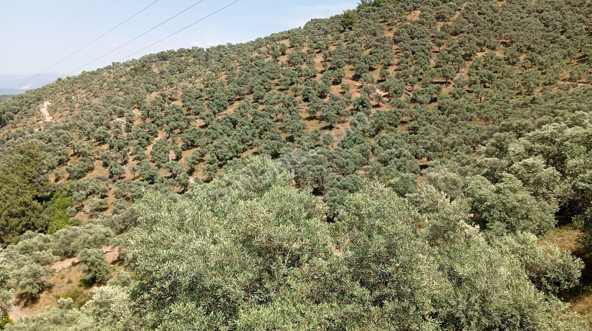 Milas Kemikler Köyünde Satılık 2519 M2 Zeytinlik - Görsel 4