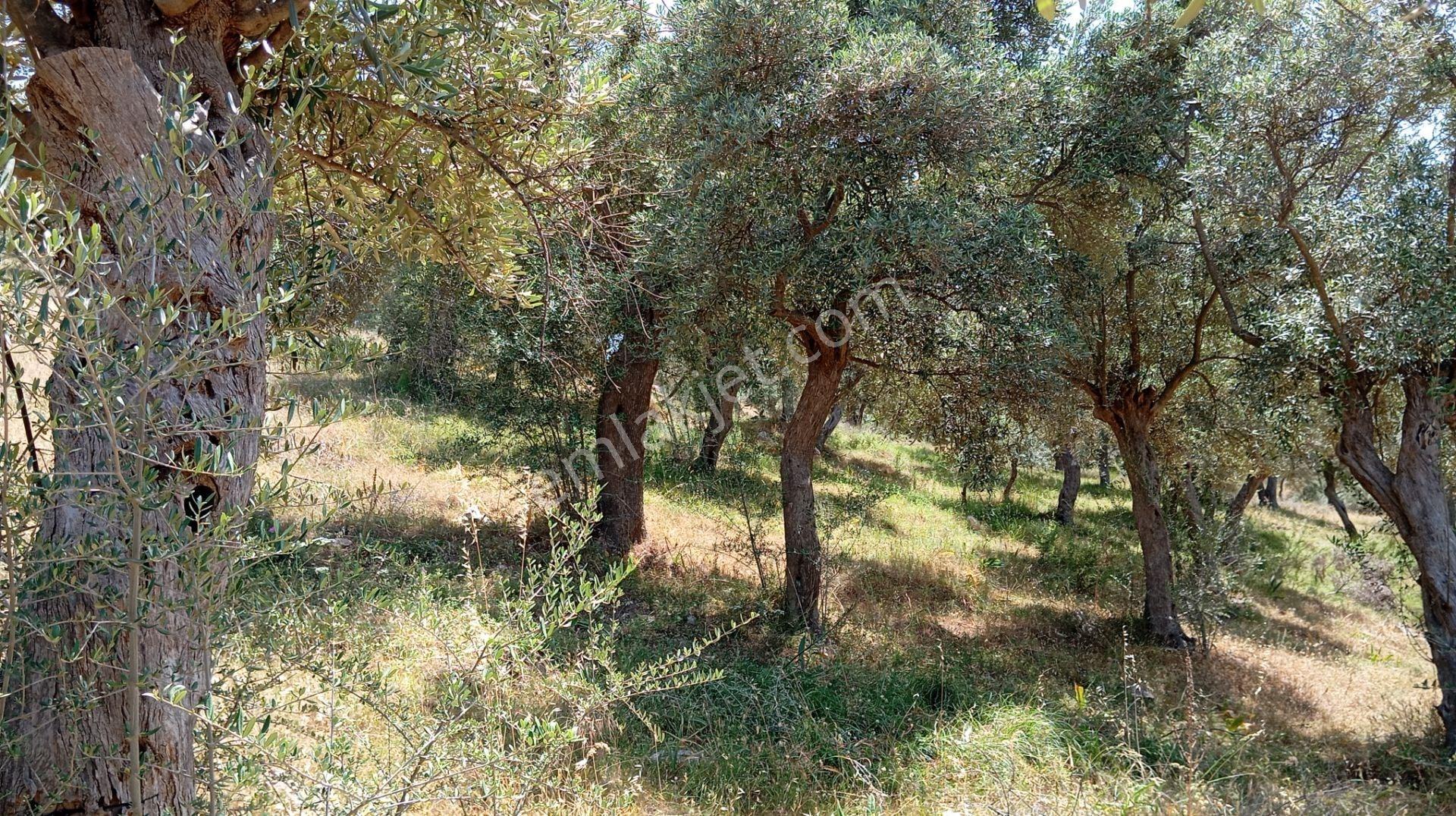 Milas Kemikler Köyünde Satılık 2519 M2 Zeytinlik - Görsel 9