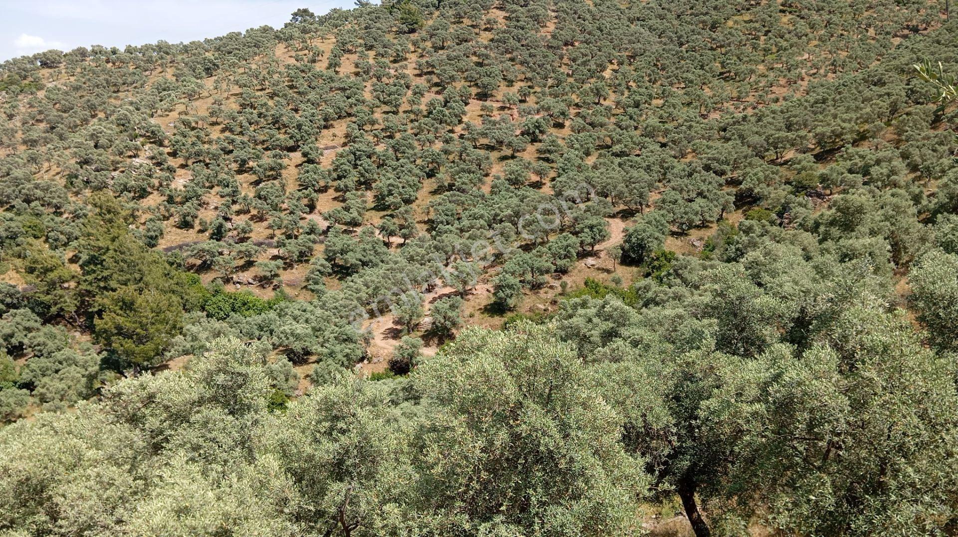 Milas Kemikler Köyünde Satılık 2519 M2 Zeytinlik - Görsel 12