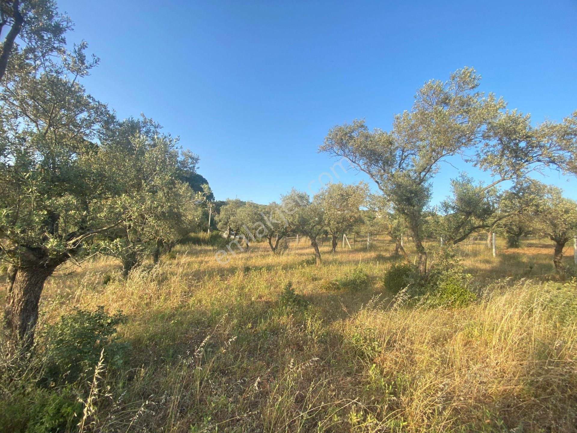 Mimoza Gayrimenkulden Ormanköyde 1656 M2 Satılık Zeytinlik