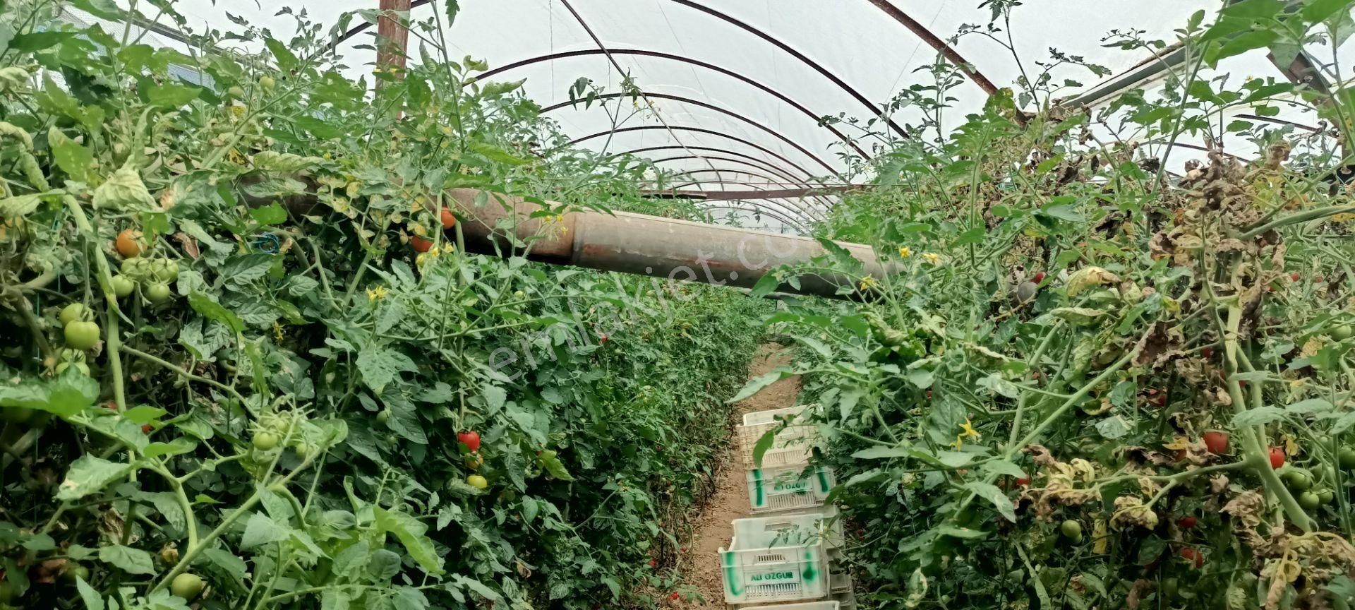 Kumluca Da İcarlık-kiralık Hazır Örtülü Sera