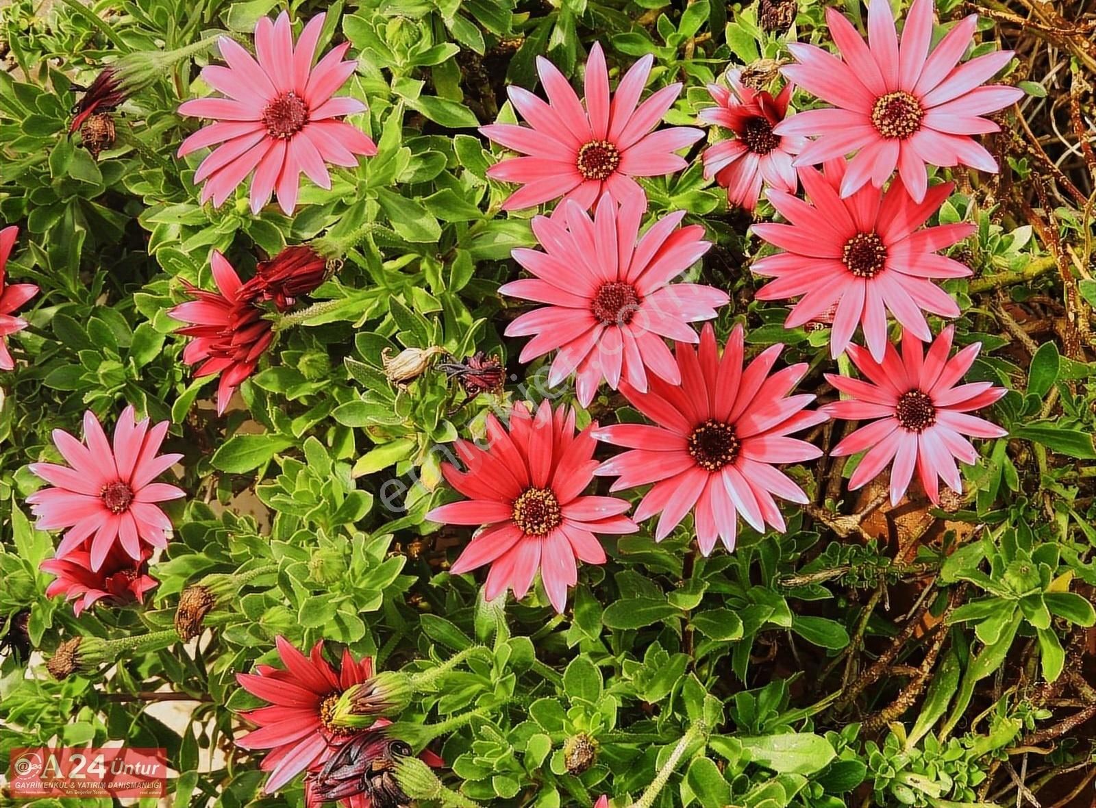 Urla Zeytinalanı'nda Satılık 4+1 Deniz Manzaralı Villa - Görsel 19