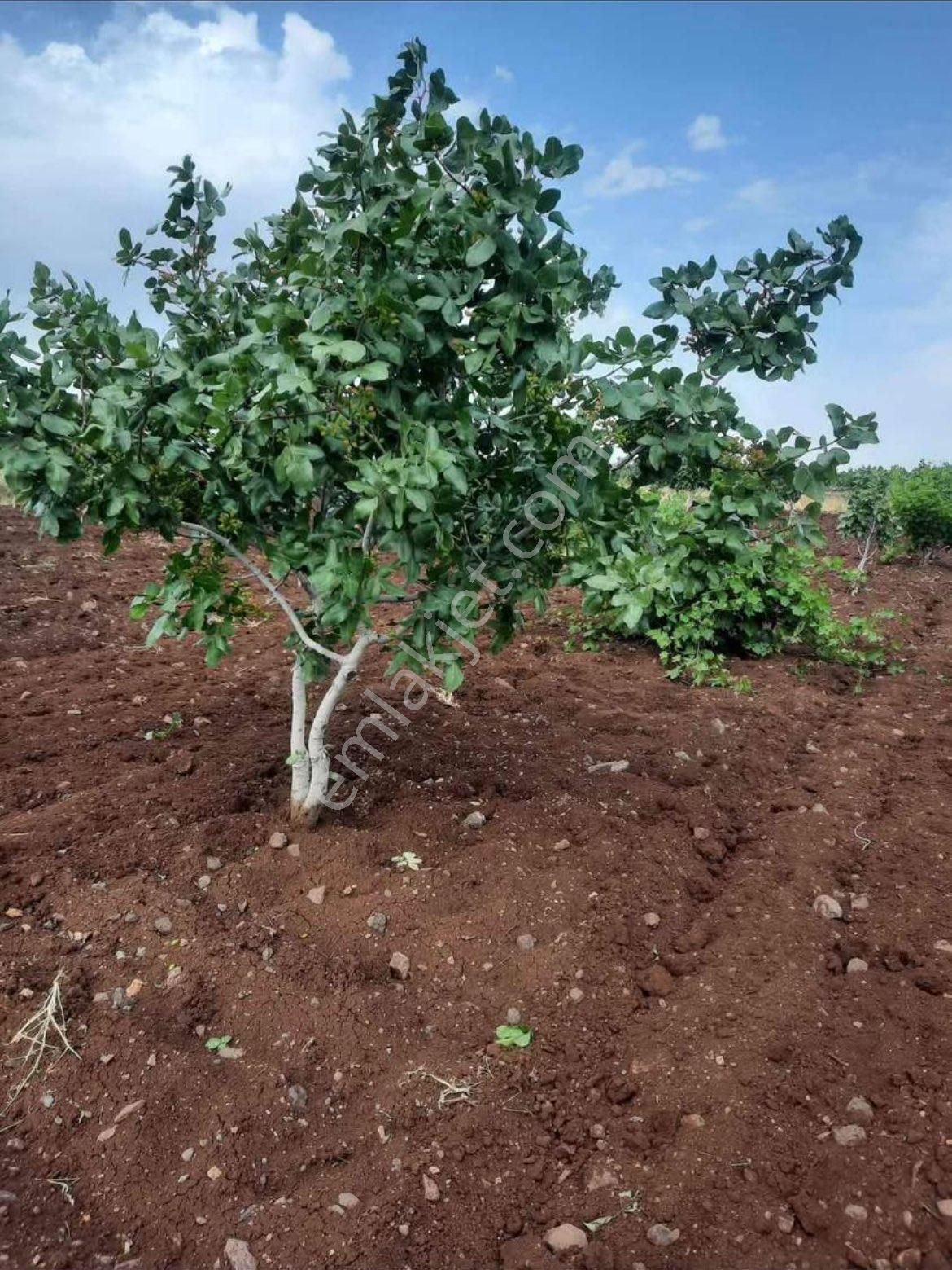 Küçük Alanlı Köyünde Satılık Fıstık Bahçesi