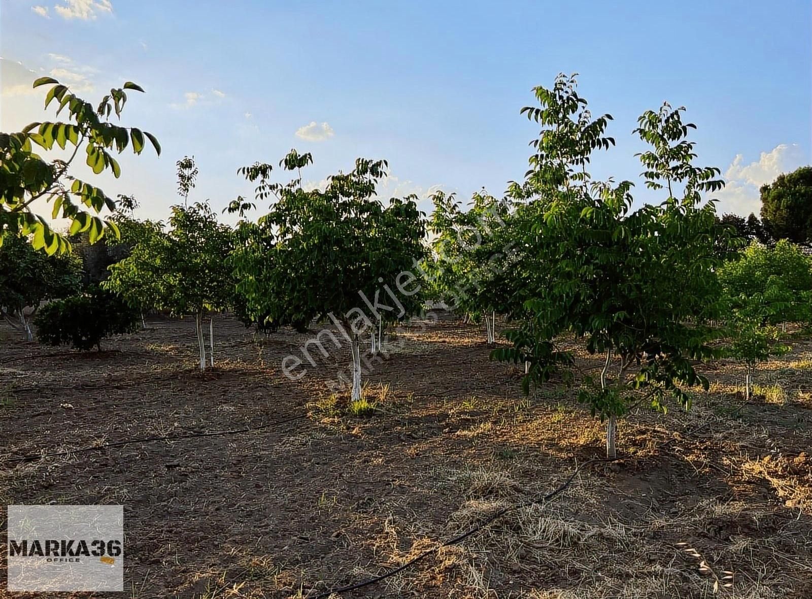 4.600 M2 Arazi İçinde █ █ Çiftlik Ve 185 M2 Çiftlik Evi █ █