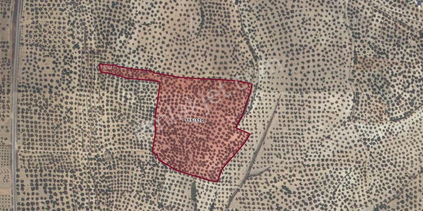 Hızır Turizm Emlak’ Dan Balıkesir Ayvalık Murateli’ De 56.000m² Zeytinlik