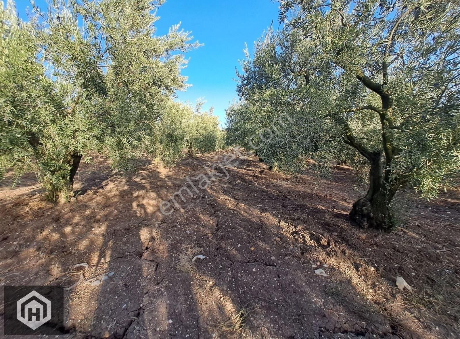 Hasdemir'den Mudanya Çekrice De Satılık 5250mt2 Zeytinlik
