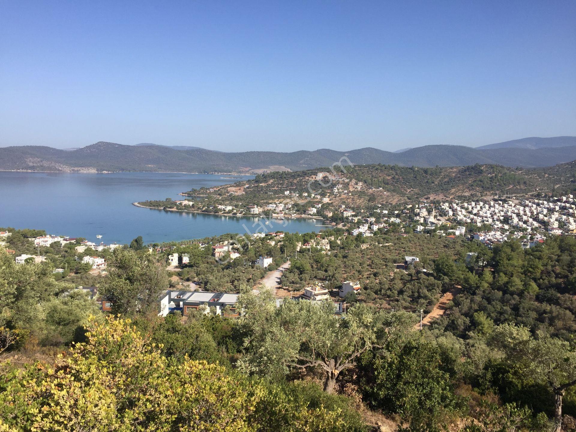 Milas Kıyıkışlacık Zeytinlikuyuda Satılık