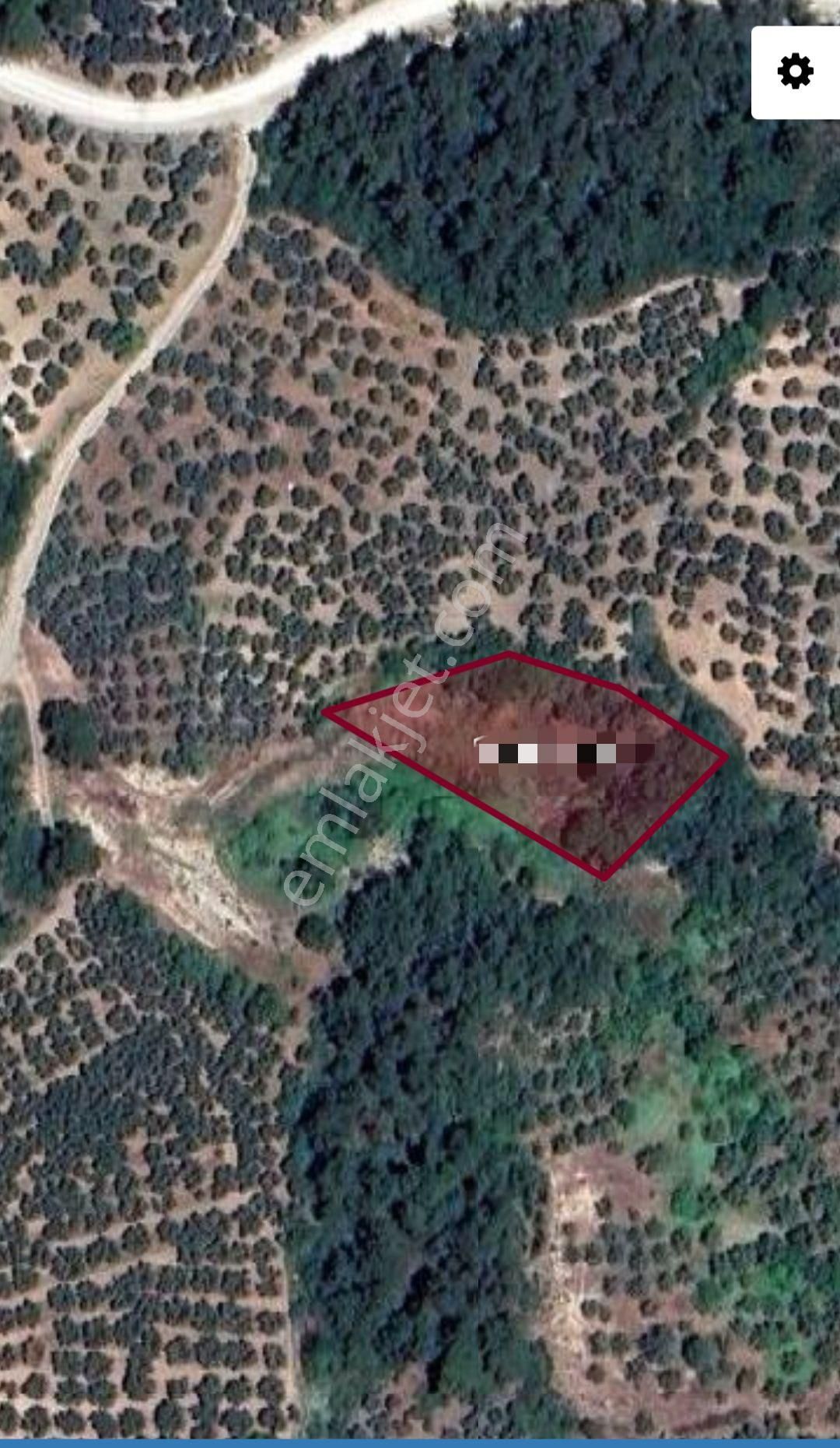 Ena Group Bursa Mudanya Dereköy'de.1690m2 Satılık Zeytinlik