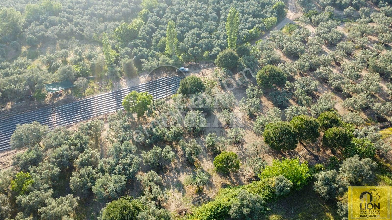 🟨⬛lıon Emlak'tan Erdek Çeltikçi'de Yola Cephe Satılık Şahane Konumlu Satılık 1375m² Zeytinlik⬛🟨 - Görsel 12