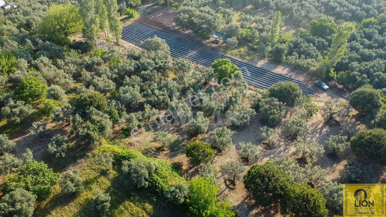 🟨⬛lıon Emlak'tan Erdek Çeltikçi'de Yola Cephe Satılık Şahane Konumlu Satılık 1375m² Zeytinlik⬛🟨 - Görsel 15