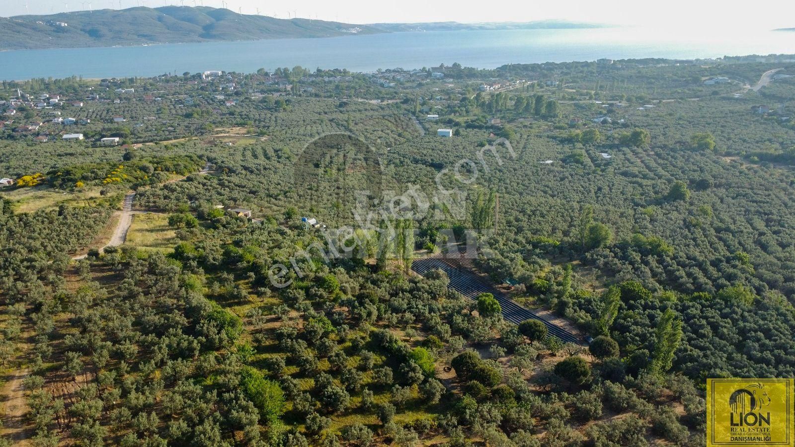 🟨⬛lıon Emlak'tan Erdek Çeltikçi'de Yola Cephe Satılık Şahane Konumlu Satılık 1375m² Zeytinlik⬛🟨 - Görsel 18