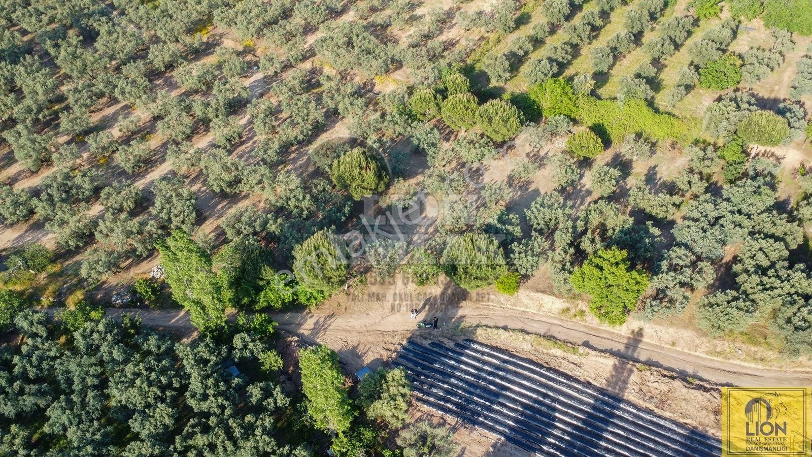 🟨⬛lıon Emlak'tan Erdek Çeltikçi'de Yola Cephe Satılık Şahane Konumlu Satılık 1375m² Zeytinlik⬛🟨 - Görsel 3