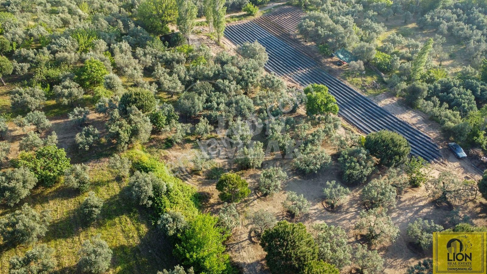 🟨⬛lıon Emlak'tan Erdek Çeltikçi'de Yola Cephe Satılık Şahane Konumlu Satılık 1375m² Zeytinlik⬛🟨 - Görsel 16