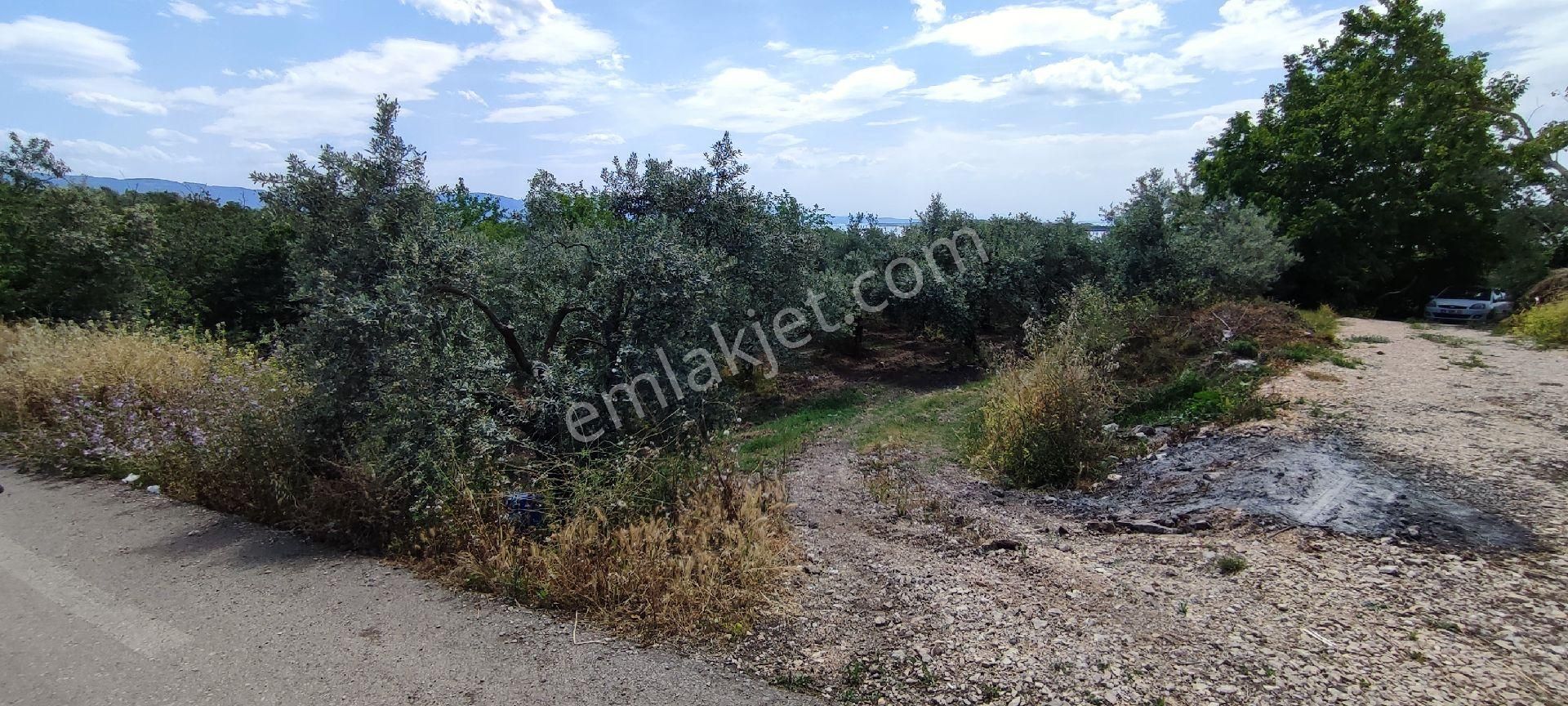 🌿 Bursa Nilüfer Gölyazı’da Göle Yakın, 1050 M² Satılık Arazi - Görsel 8