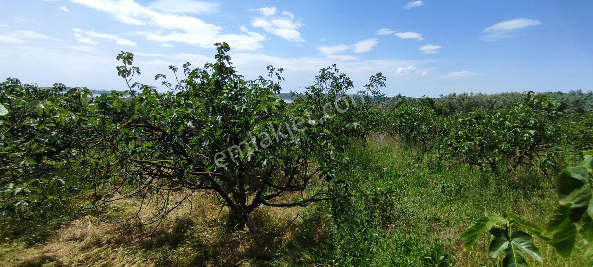 🌿 Bursa Nilüfer Gölyazı’da Göle Yakın, 1050 M² Satılık Arazi - Görsel 13