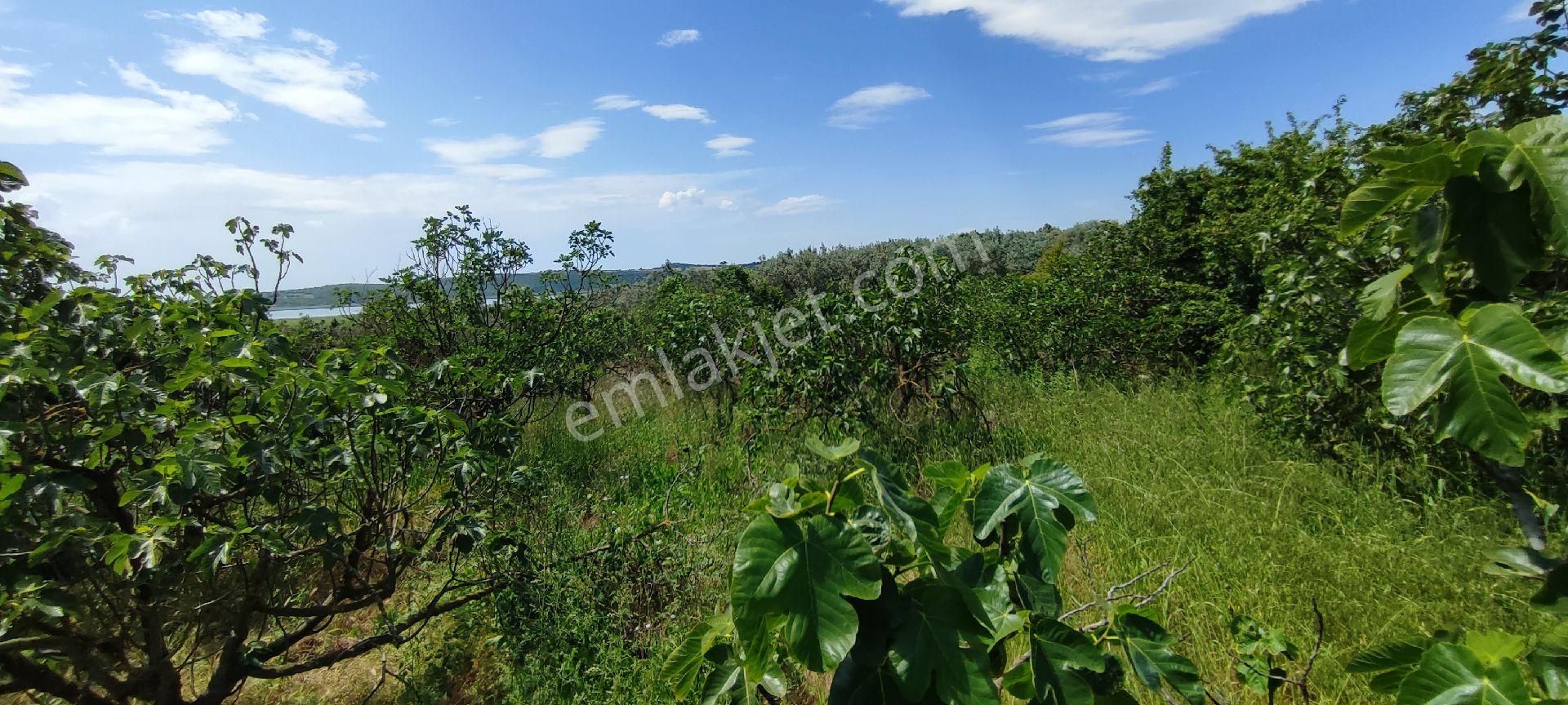 🌿 Bursa Nilüfer Gölyazı’da Göle Yakın, 1050 M² Satılık Arazi - Görsel 12