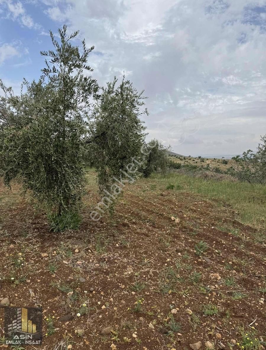 Asin Gayrimenkul'den Öncüpınar'da Yatırımlık Yetişkin Zeytin
